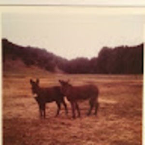 Meet your Posher, Joan